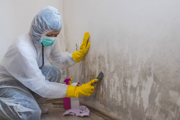 Best Crawl Space Mold Remediation  in Grangeville, ID